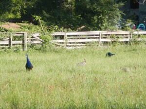 20130714-Peacocks
