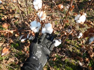 20131102-CottonClose